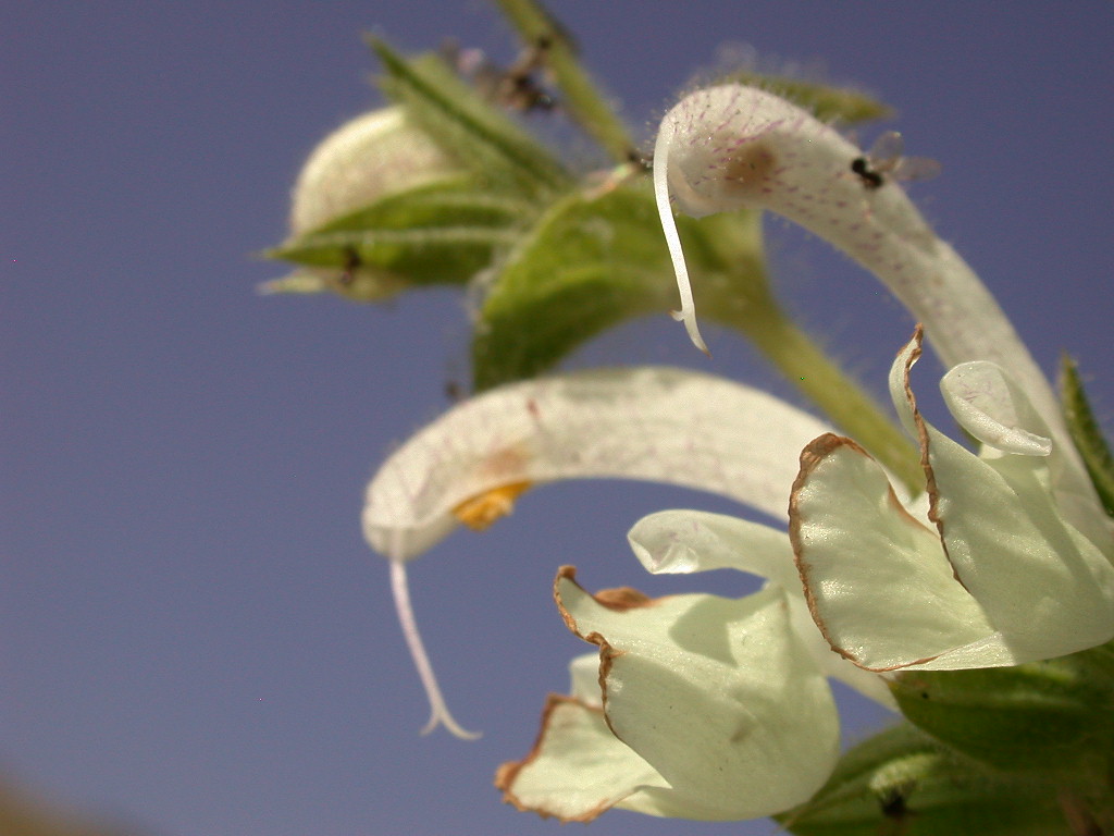 Salvia argentea (quiz)